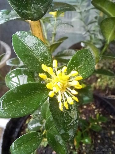 Bukszpan Pyramidalis sadzonka żywopłot donice na Arena.pl