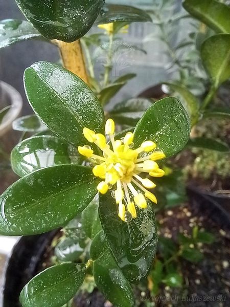 Bukszpan Pyramidalis sadzonka żywopłot donice zdjęcie 3