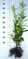 Laurowiśnia Wschodnia Caucasica sadzonki 60-80cm SZKÓŁOWANE kilkupędowe