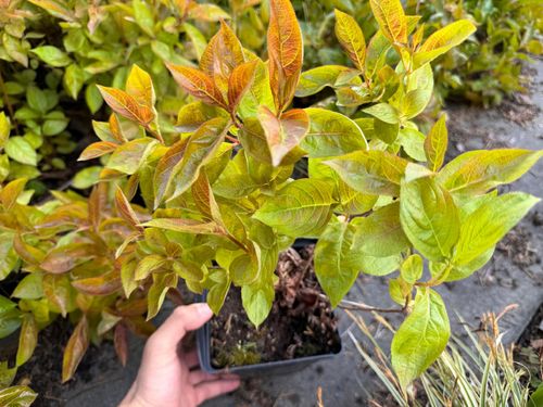 Krzewuszka cudowna 'Wings of Fire' (Weigela florida) Doniczka 2.0L na Arena.pl