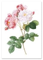 Plakat cyfrowy do wydruku róża retro