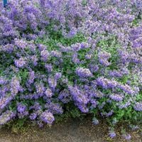 Kocimiętka 'Cat's Pajamas Blue' (Nepeta x faassenii) Doniczka 1.0L