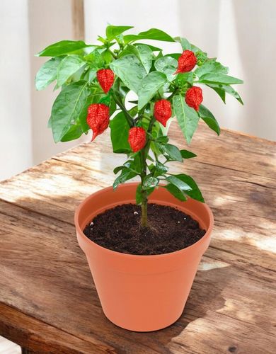 ZESTAW DO UPRAWY PAPRYKA CAROLINA REAPER HP22B RED NASIONA NAJOSTRZEJSZA na Arena.pl