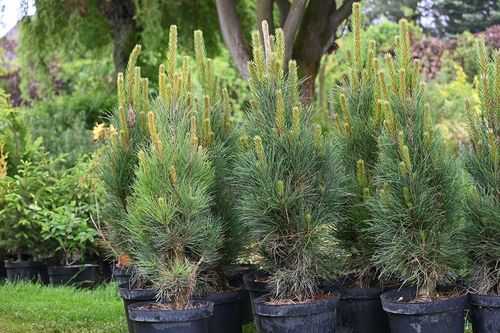 Sosna czarna Green Tower - Pinus nigra na Arena.pl