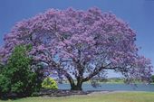Paulownia puszysta DRZEWKO SZCZĘŚCIA SADZONKA 120 cm