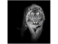 50X50CM OBRAZ DRUK TIGER IN THE DARK DREWNO