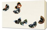 Obraz 60x40cm Butterfly 7, Sekka Japoński Vintage do Salonu