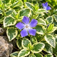 Barwinek Większy 'Variegata' Pstre Liście Niebieskie Kwiaty Doniczla 2.0L