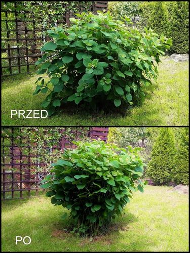 OBEJMA DO ROŚLIN FI 6 ZIELONA 50 SZT. na Arena.pl