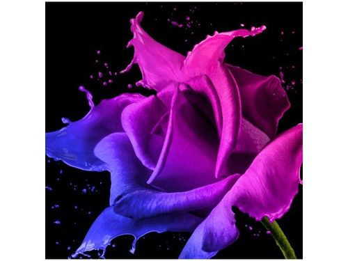 50X50CM RÓŻA FARB JAKUB BANAŚ OBRAZ na Arena.pl