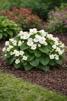 Begonia Ambassador White - Begonia semperflorens Ambassador White