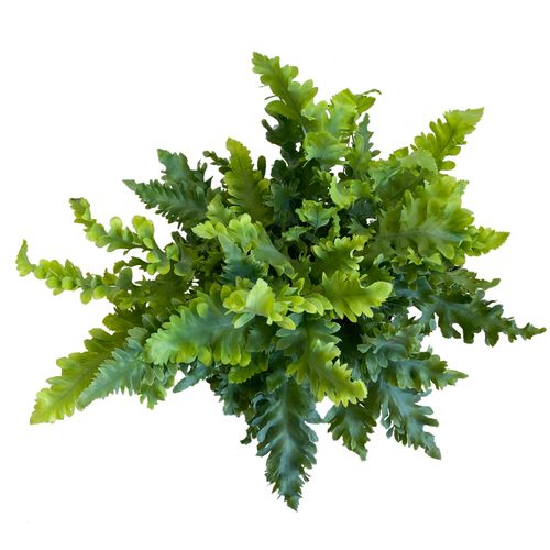 PAPROĆ PHLEBODIUM DAVANA 40cm na Arena.pl