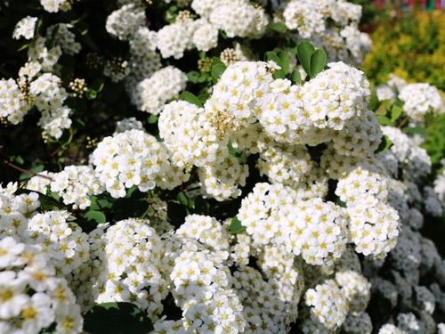 Ognik szkarłatny SOLEIL D'OR Żółty Miododajny Na żywopłot Duże sadzonki C2 na Arena.pl