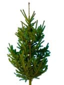 Mała ŻYWA Choinka na pniu Świerk Zielony Pospolity Pachnący Kujący Cięta 1m