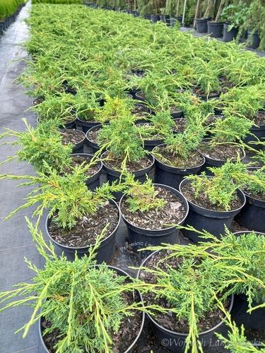 Jałowiec Shimpaku doskonała sadzonka na bonsai na Arena.pl