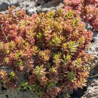 Rozchodnik biały CORAL CARPET Niski Zimozielony Na skalniak Okrywowy