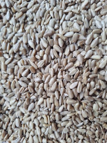 Słonecznik łuskany 5 kg Pokarm do karmnika dla ptaków zimującychGRATIS KULA na Arena.pl