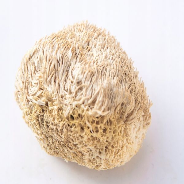 SOPLÓWKA JEŻOWATA– susz 100g zdjęcie 2