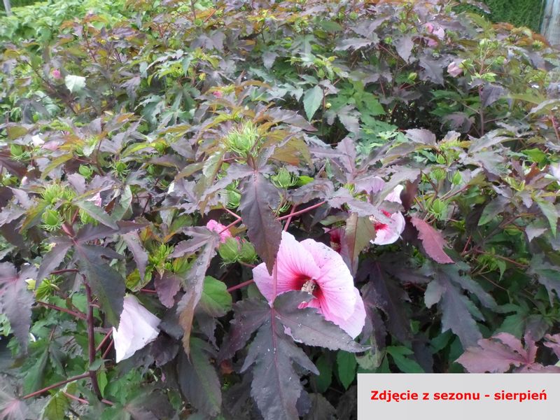 HIBISKUS bylinowy SUMMER STORM różowy hibiscus 2L na Arena.pl