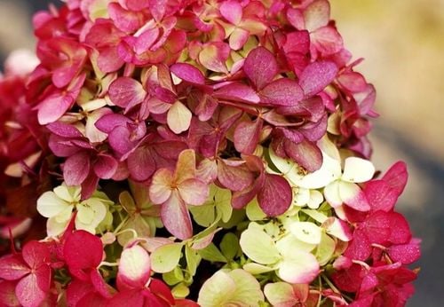 HORTENSJA bukietowa FRAISE MELBA INTENSYWNA CZERWIEŃ DUŻA XXL sadz. C2 na Arena.pl