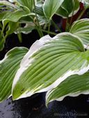 Funkia z białymi obrzeżami-Hosta