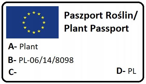 MINI KIWI Aktinidia ISSAI SAMOPYLNE obupłciowa sadzonka SMACZNE owoce na Arena.pl