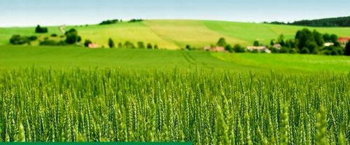 Maxim 025 FS 1L SYNGENTA - zaprawa do nasion o szerokim zastosowaniu na Arena.pl