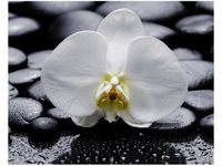 40X50CM BIAŁY STORCZYK OBRAZ