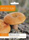 MLECZAJ RYDZ grzybnia grzyby leśne RYDZE