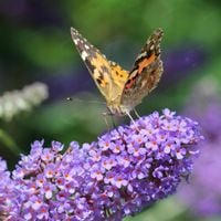 Budleja Dawida 'Lochinch' Lawendowy Kolor (Buddleja davidii) Doniczka 2.0L