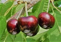 WIŚNIA ŁUTÓWKA stara odmiana - sadzonki 60 / 90 cm