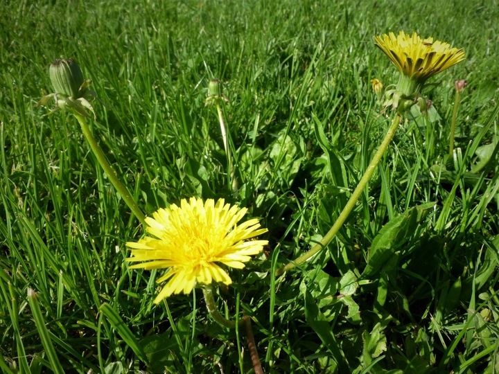 Chwastox Complex 260 EW 1L zdjęcie 7