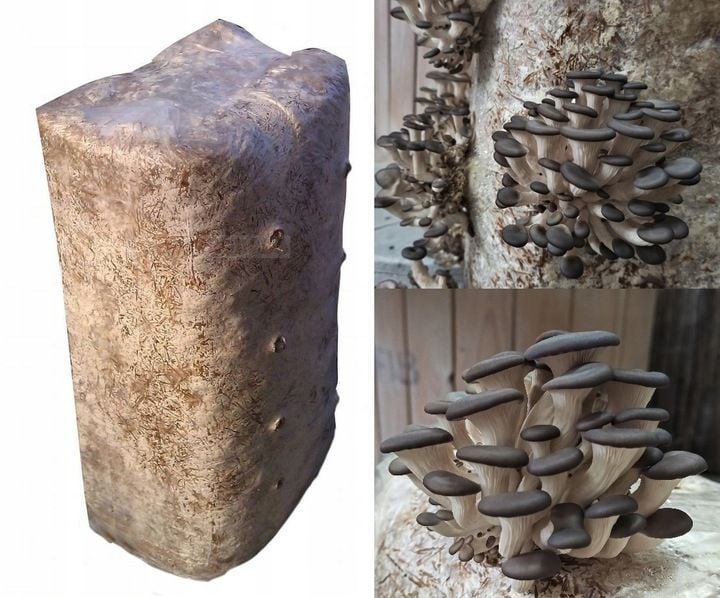 GRZYBNIA BOCZNIAKA DUŻY BALOT kostka około 15kg zdjęcie 1