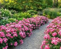 RÓŻA OKRYWOWA RÓŻOWA W DONICY POWTARZĄJĄCA KWITNIENIE POLSKA PRODUKCJA