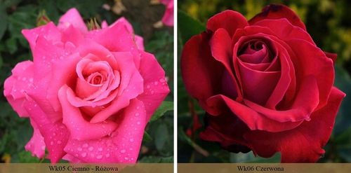 RÓŻA RÓŻE KOLOROWY PAKIET - 12 PACHNĄCYCH RÓŻ na Arena.pl