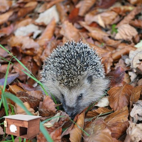 Domek dom dla Jeża jeży DREWNIANY budka dom legowisko producent XXL na Arena.pl