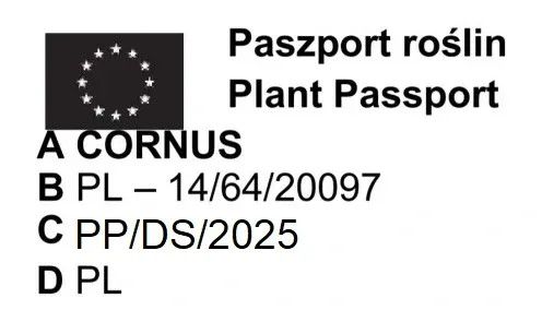 DEREŃ CHIŃSKI - sadzonki 30 / 50 cm na Arena.pl