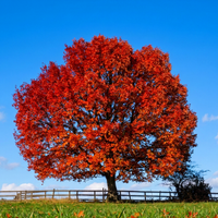 Dąb czerwony (Quercus rubra) Czerwone Liście Sadzonka w Doniczce 2L
