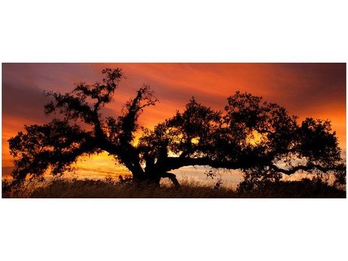 100X40CM DĄB ZACHODZĄCYM SŁOŃCU DON MCCULLOUGH OBRAZ DREWNO na Arena.pl