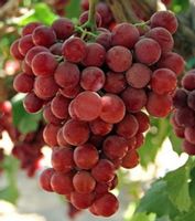 WINOROŚL SWENSON RED Vitis - sadzonki w doniczkach