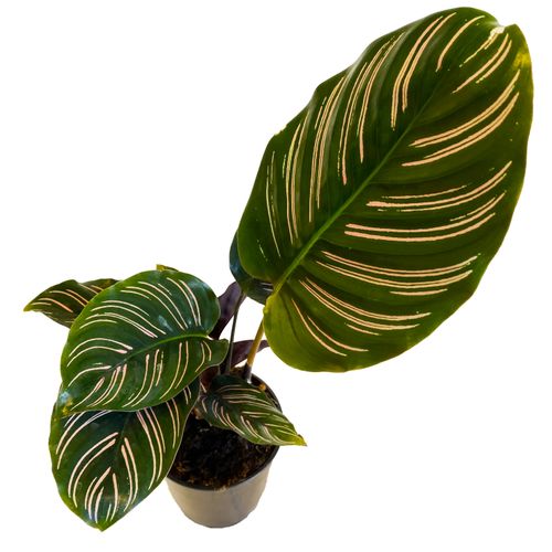 KALATEA KALATHEA SANDERIANA 40cm na Arena.pl
