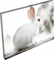 OBRAZ na płótnie zwierzęta króliki do salon 120x80