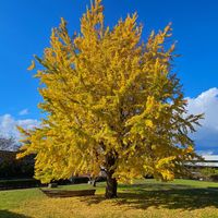 Miłorząb Japoński Dwuklapowy Żywa Skamielina Drzewo Życia (Ginkgo biloba)