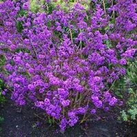 PIĘKNOTKA Bodiniera Profusion - sadzonki 30 / 40 cm