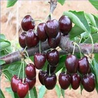 CZEREŚNIA KORDIA bardzo duże owoce - sadzonki 50 / 90 cm