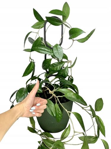 Podpora do Roślin Pnączy Podpórka Kwiatów Pnących Pergola Drabinka L na Arena.pl