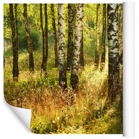 Fototapeta Las Brzozowy NATURA do Sypialni 300x210