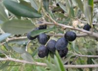 OLIWKA EUROPEJSKA Olea europea - NASIONA 40 sztuk - 10g.