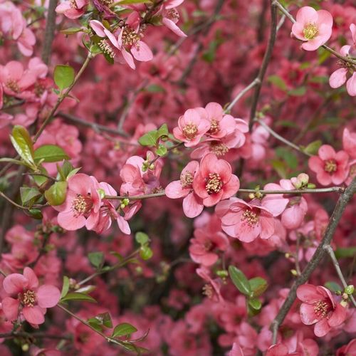 Pigwowiec PINK LADY Różowy Sadzonki w doniczkach Owoce pełne witamin na Arena.pl