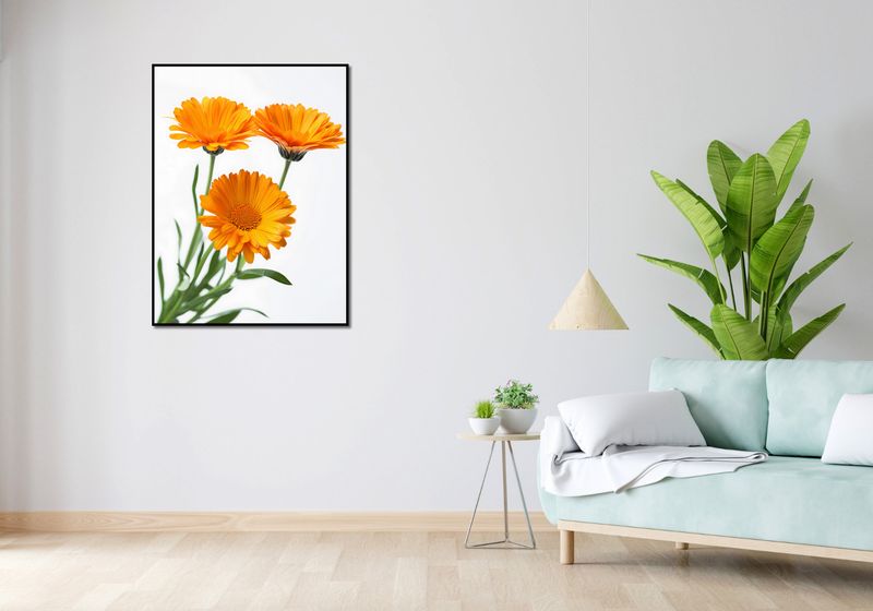 Plakat 75x100cm Słoneczne Kalendule zdjęcie 4